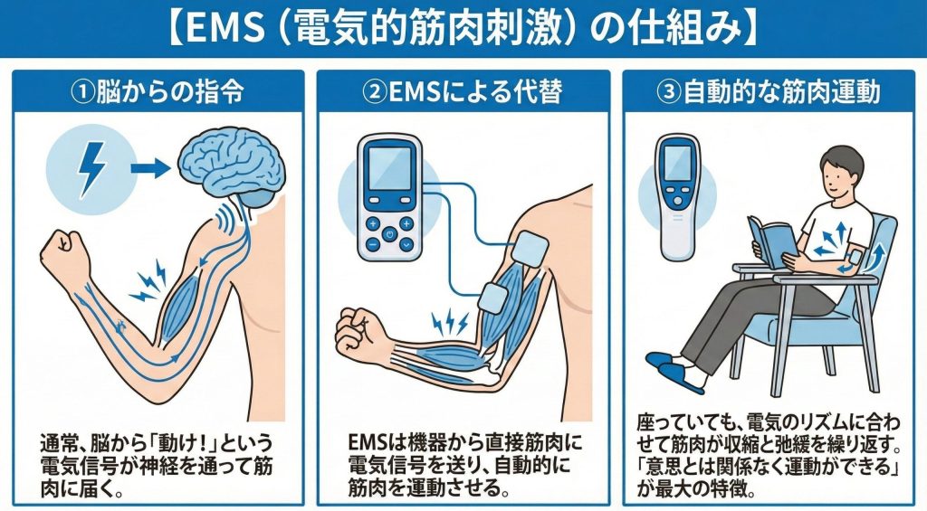 EMS（電気的筋肉刺激）の仕組み図解